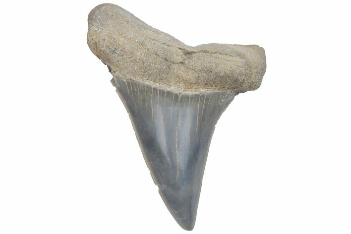 Fossil Mako Tooth - Lee Creek (Aurora), NC #220201